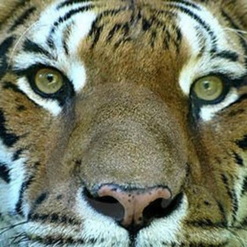 Eye Of The Tiger Free Download Mp3